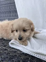 Finn, a male Pomapoo for sale in Vancouver, WA – 1 of 8