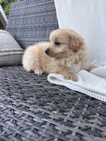 Finn, a male Pomapoo for sale in Vancouver, WA – 7 of 8