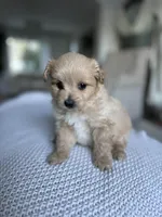 Finn, a male Pomapoo for sale in Vancouver, WA – Photo 2 of 2