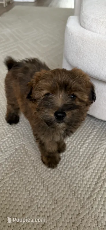 Teddy  – Pomapoo puppy for sale in Vancouver, WA