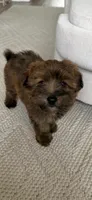 Teddy , a male Pomapoo for sale in Vancouver, WA – 1 of 8
