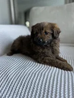 Bella , a female Pomapoo and Poodle - Toy  for sale in Vancouver, WA – 2 of 4