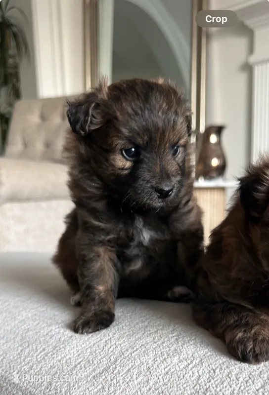 Stella  – Pomapoo puppy for sale in Vancouver, WA