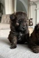 Stella , a female Pomapoo for sale in Vancouver, WA – 1 of 6