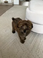 Teddy , a male Pomapoo for sale in Vancouver, WA – 2 of 8