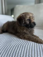 Bella , a female Pomapoo and Poodle - Toy  for sale in Vancouver, WA – 1 of 4