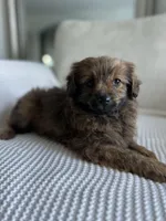 Bella , a female Pomapoo for sale in Vancouver, WA – Photo 3 of 4