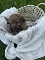 Bella , a female Pomapoo for sale in Vancouver, WA – Photo 4 of 4