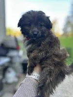 Lilly , a female Pomapoo and Poodle - Toy  for sale in Vancouver, WA – 4 of 4