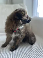 Lilly , a female Pomapoo and Poodle - Toy  for sale in Vancouver, WA – 3 of 4