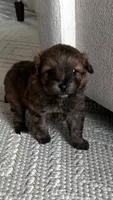 Stella , a female Pomapoo for sale in Vancouver, WA – 2 of 6