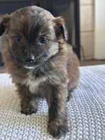 Lily, a female Pomapoo for sale in Vancouver, WA – Photo 4 of 5