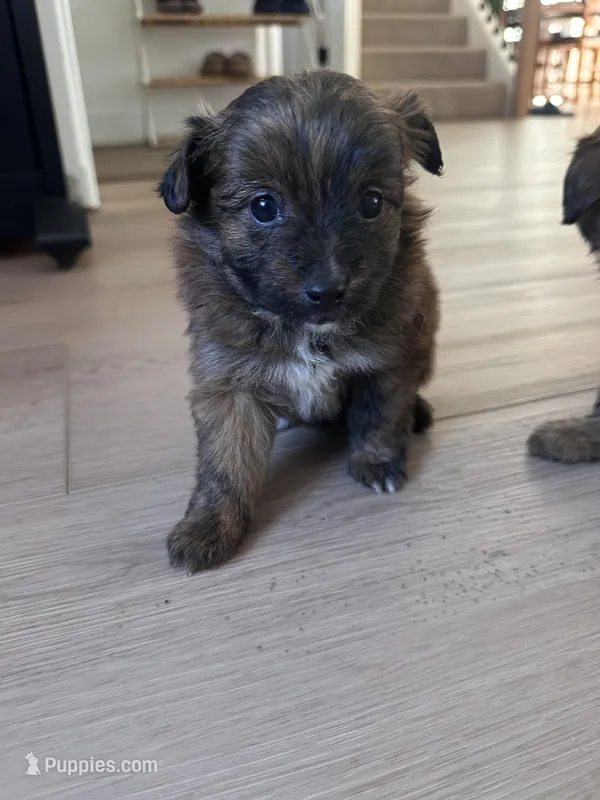 Lily – Pomapoo puppy for sale in Vancouver, WA