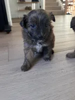 Lily, a female Pomapoo for sale in Vancouver, WA – Photo 1 of 5