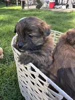 Lily, a female Pomapoo for sale in Vancouver, WA – Photo 5 of 5