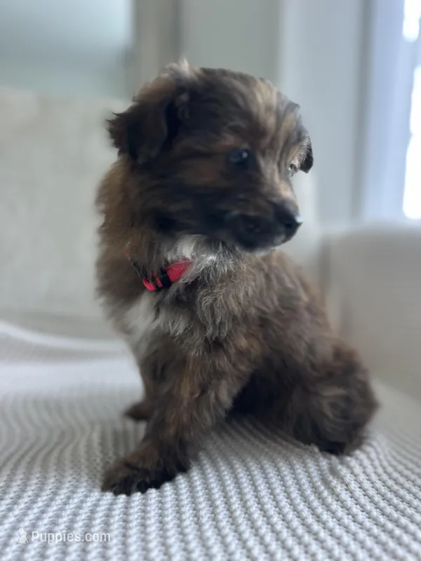 Lily – Pomapoo puppy for sale in Vancouver, WA