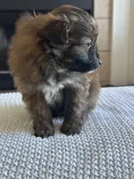 Lily, a female Pomapoo for sale in Vancouver, WA – Photo 3 of 5