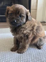 Lily, a female Pomapoo for sale in Vancouver, WA – Photo 2 of 5