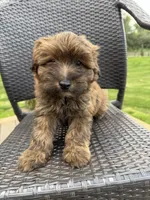 Teddy , a male Pomapoo for sale in Vancouver, WA – 6 of 8