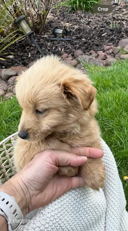 Oliver – Pomapoo puppy for sale in Vancouver, WA