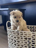 Oliver, a male Pomapoo for sale in Vancouver, WA – Photo 2 of 4