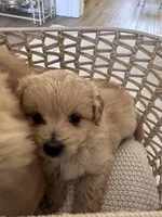 Oliver, a male Pomapoo for sale in Vancouver, WA – Photo 3 of 4