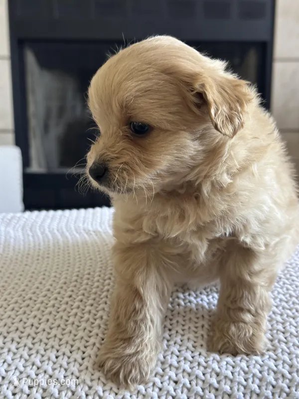 Oliver – Pomapoo puppy for sale in Vancouver, WA
