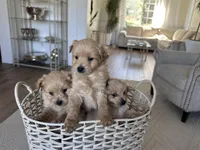 Oliver, a male Pomapoo for sale in Vancouver, WA – Photo 4 of 4