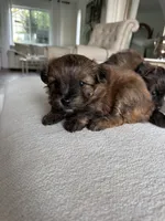 Tobey, a male Pomapoo for sale in Vancouver, WA – 1 of 3