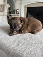Tobey, a male Pomapoo for sale in Vancouver, WA – 3 of 3