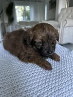 Bella, a female Pomapoo for sale in Vancouver, WA – Photo 7 of 7