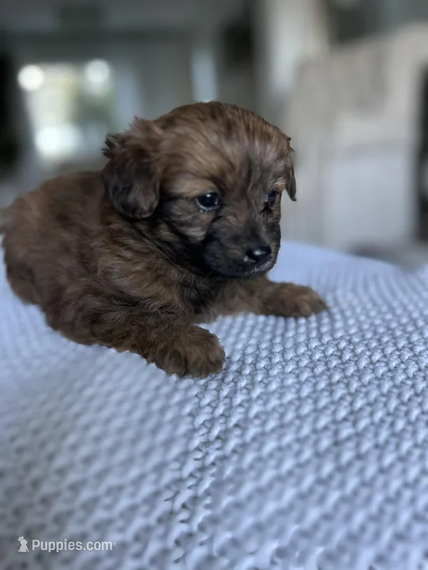 Bella – Pomapoo puppy for sale in Vancouver, WA