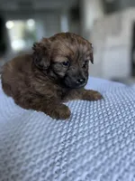 Bella, a female Pomapoo for sale in Vancouver, WA – Photo 1 of 7