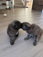 Bella, a female Pomapoo for sale in Vancouver, WA – Photo 6 of 7