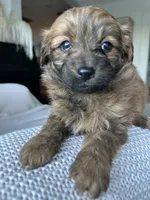 Bella, a female Pomapoo for sale in Vancouver, WA – Photo 4 of 7