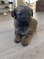 Bella, a female Pomapoo for sale in Vancouver, WA – Photo 5 of 7