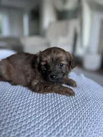 Bella, a female Pomapoo for sale in Vancouver, WA – Photo 2 of 7