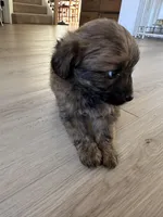 Bella, a female Pomapoo for sale in Vancouver, WA – Photo 3 of 7