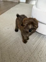 Teddy , a male Pomapoo for sale in Vancouver, WA – 5 of 8