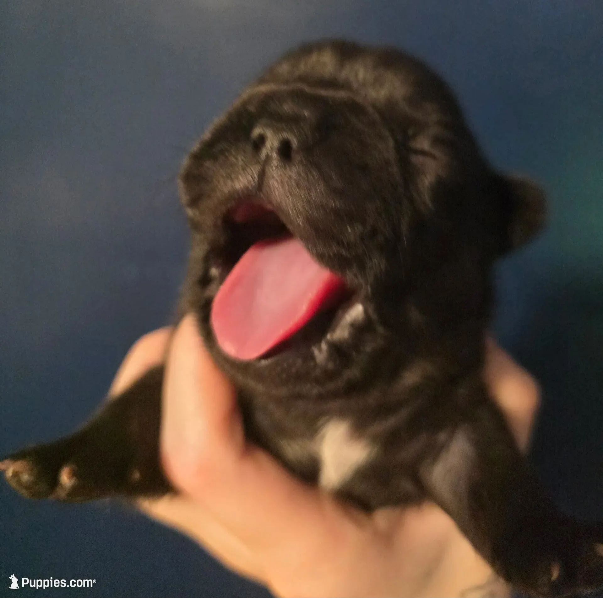 Orange, a male French Bulldog for sale in Hinsdale, NY – 3 of 4