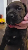 Pink collar, a female Cane Corso for sale in Olean, NY – Photo 2 of 3