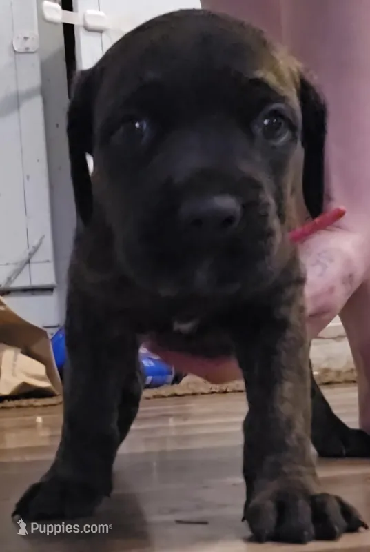 Pink collar, a female Cane Corso for sale in Olean, NY – Photo 1 of 3