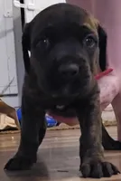 Pink collar, a female Cane Corso for sale in Olean, NY – Photo 1 of 3
