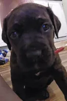 Pink collar, a female Cane Corso for sale in Olean, NY – Photo 3 of 3