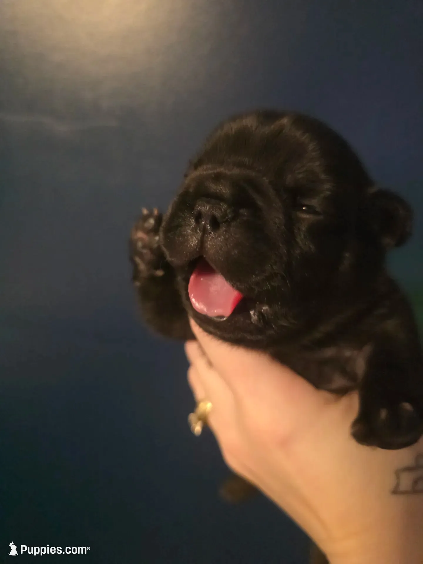 Orange, a male French Bulldog for sale in Hinsdale, NY – 4 of 4