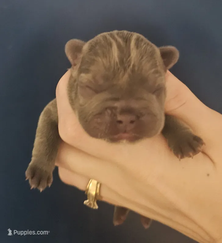 Pink – French Bulldog puppy for sale in Olean, NY