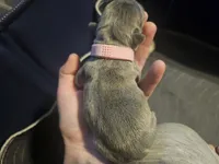 Pink, a female French Bulldog for sale in Olean, NY – 2 of 2
