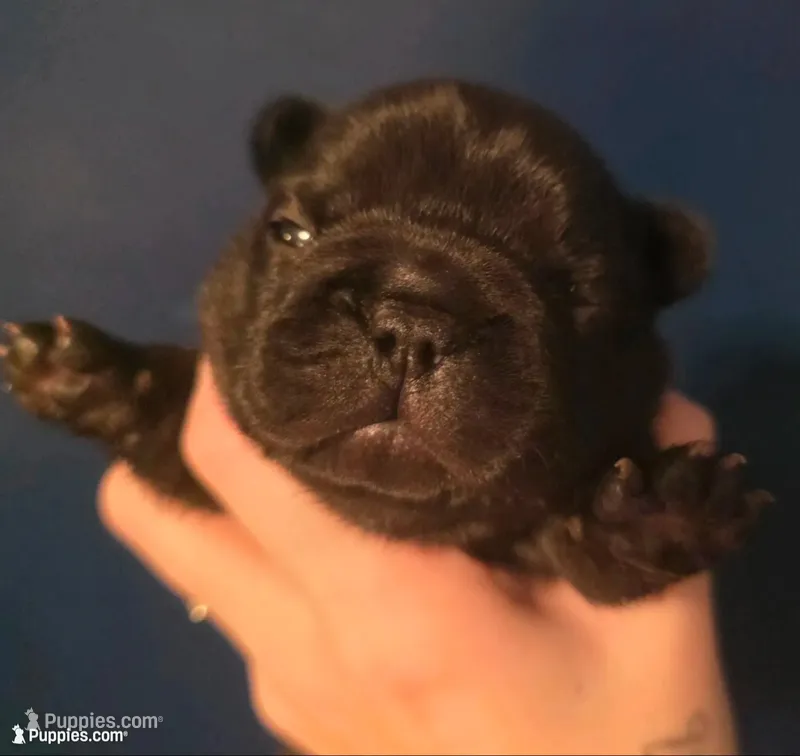 Orange – French Bulldog puppy for sale in Olean, NY