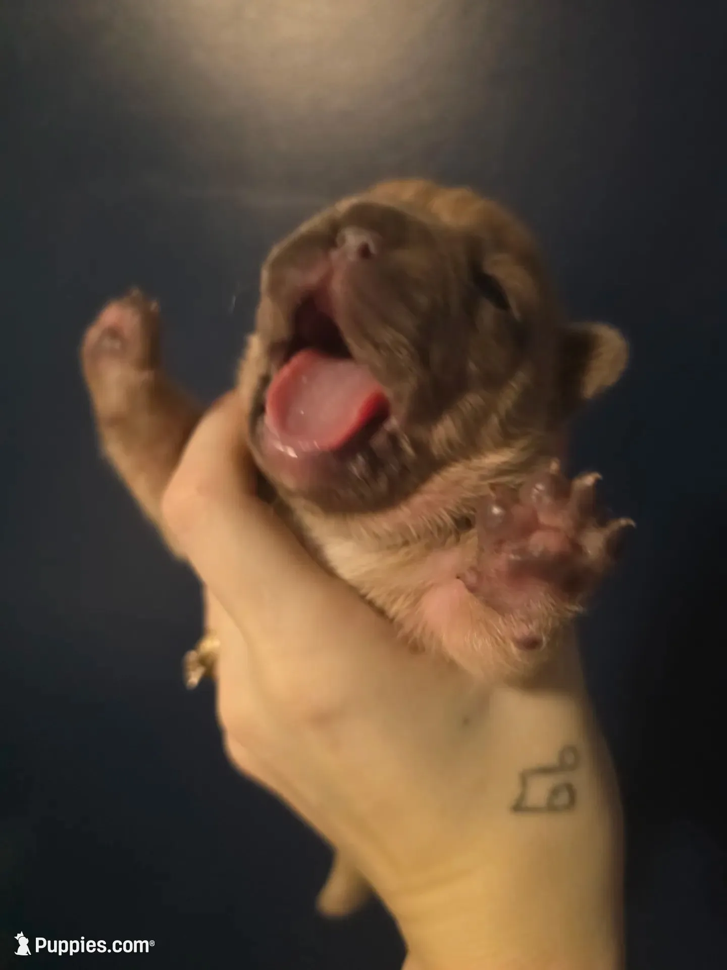Blue, a female French Bulldog for sale in Hinsdale, NY – 5 of 5