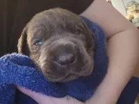 Abel, a male Cane Corso for sale in Olean, NY – Photo 1 of 2